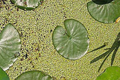 《月姬格斗：Type Lumina》首个DLC角色 死徒诺艾尔公布