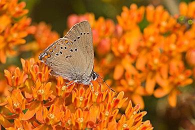 TGA 2024：《无主之地4》新预告 新反派角色揭示